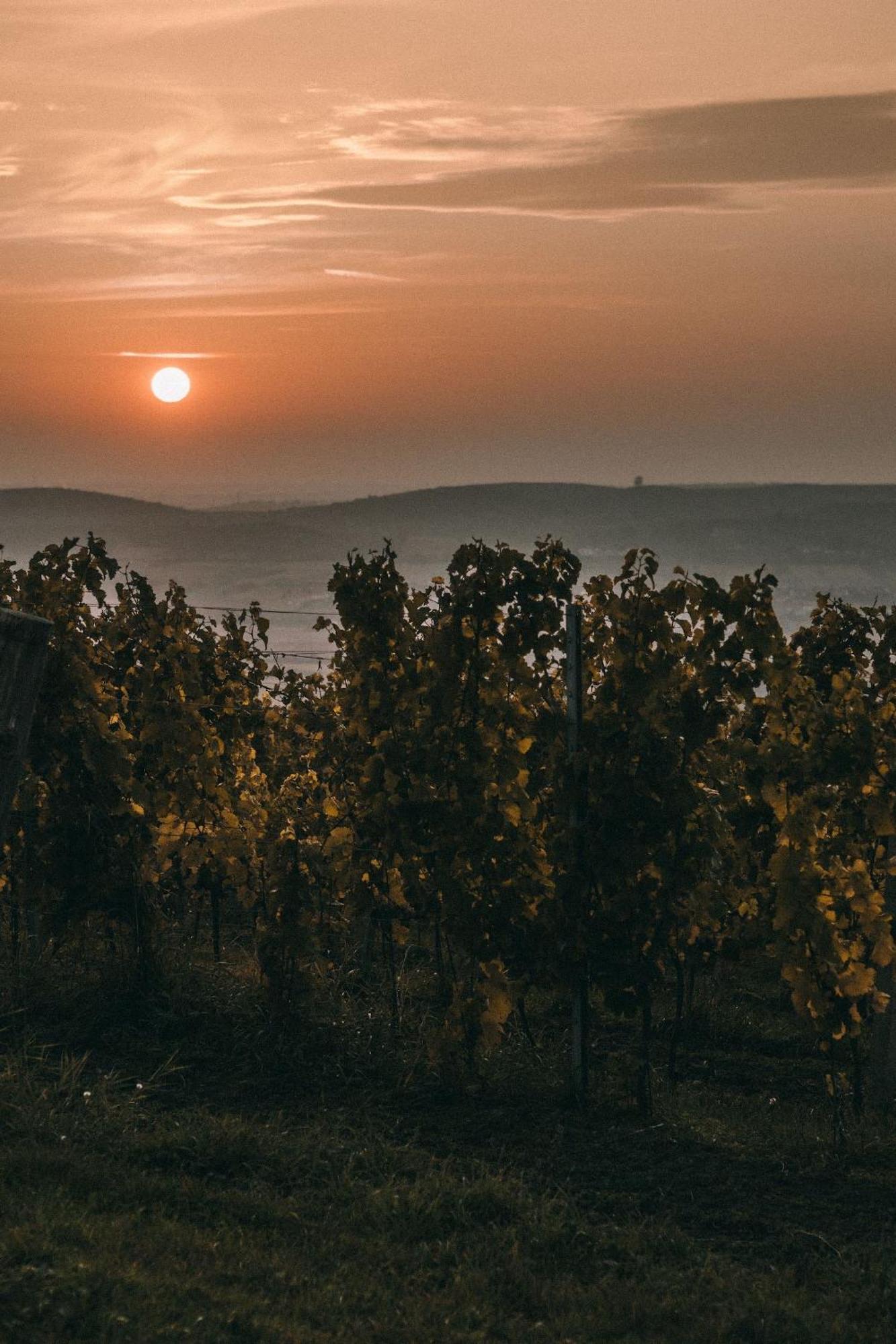 파블로프 Marinada Vinicni Dum B&B 외부 사진